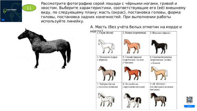 Рассмотрите фотографию серой лошади с чёрными ногами, гривой и хвостом. Выберите характеристики, соответствующие его (её) внешнему виду, по следующему плану: масть (окрас), постановка головы, форма головы, постановка задних конечностей. При выполнении работы используйте линейку. 11 А. Масть (без учёта белых отметин на морде и ногах) 