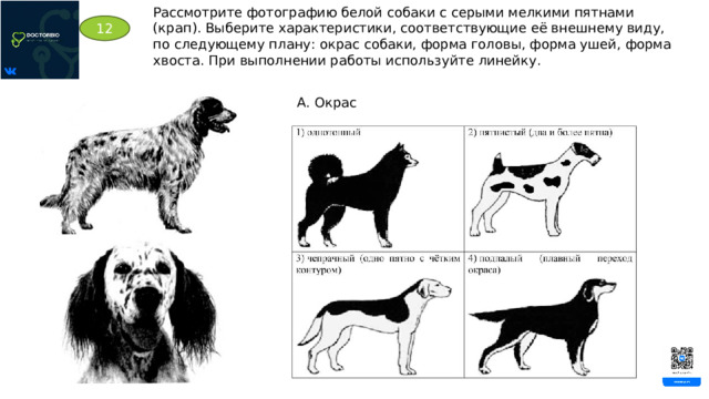 Рассмотрите фотографию белой собаки с серыми мелкими пятнами (крап). Выберите характеристики, соответствующие её внешнему виду, по следующему плану: окрас собаки, форма головы, форма ушей, форма хвоста. При выполнении работы используйте линейку. 12 А. Окрас 