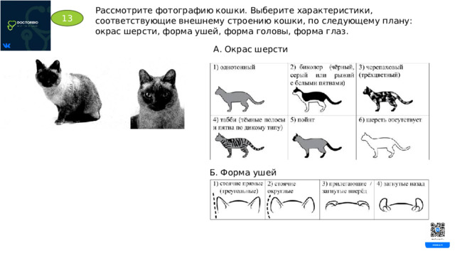 Рассмотрите фотографию кошки. Выберите характеристики, соответствующие внешнему строению кошки, по следующему плану: окрас шерсти, форма ушей, форма головы, форма глаз. 13 А. Окрас шерсти Б. Форма ушей 