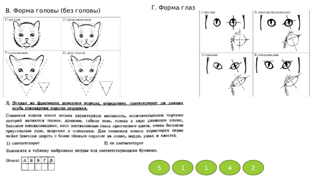 Г. Форма глаз В. Форма головы (без головы) 5 1 1 4 2 