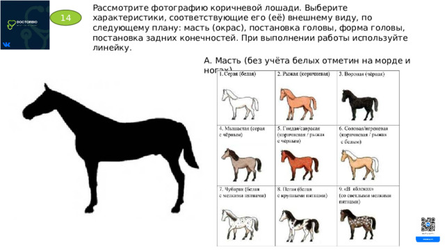 Рассмотрите фотографию коричневой лошади. Выберите характеристики, соответствующие его (её) внешнему виду, по следующему плану: масть (окрас), постановка головы, форма головы, постановка задних конечностей. При выполнении работы используйте линейку. 14 А. Масть (без учёта белых отметин на морде и ногах) 