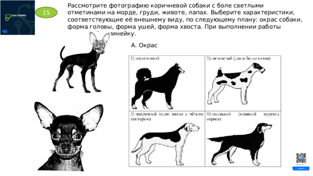 Рассмотрите фотографию коричневой собаки с боле светлыми отметинами на морде, груди, животе, лапах. Выберите характеристики, соответствующие её внешнему виду, по следующему плану: окрас собаки, форма головы, форма ушей, форма хвоста. При выполнении работы используйте линейку. 15 А. Окрас 