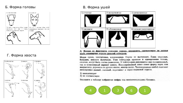 Б. Форма головы В. Форма ушей Г. Форма хвоста 4 1 3 6 1 