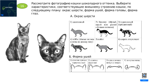 Рассмотрите фотографию кошки шоколадного оттенка. Выберите характеристики, соответствующие внешнему строению кошки, по следующему плану: окрас шерсти, форма ушей, форма головы, форма глаз. 16 А. Окрас шерсти Б. Форма ушей 