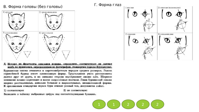 Г. Форма глаз В. Форма головы (без головы) 1 1 2 2 2 