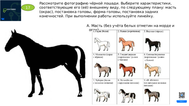 Рассмотрите фотографию чёрной лошади. Выберите характеристики, соответствующие его (её) внешнему виду, по следующему плану: масть (окрас), постановка головы, форма головы, постановка задних конечностей. При выполнении работы используйте линейку. 17 А. Масть (без учёта белых отметин на морде и ногах) 