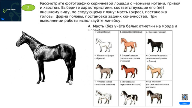 Рассмотрите фотографию коричневой лошади с чёрными ногами, гривой и хвостом. Выберите характеристики, соответствующие его (её) внешнему виду, по следующему плану: масть (окрас), постановка головы, форма головы, постановка задних конечностей. При выполнении работы используйте линейку. 2 А. Масть (без учёта белых отметин на морде и ногах) 