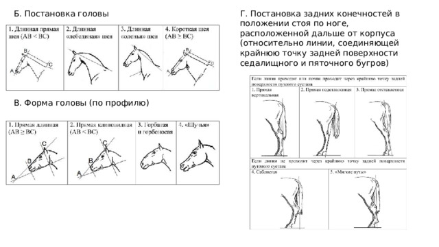 Б. Постановка головы Г. Постановка задних конечностей в положении стоя по ноге, расположенной дальше от корпуса (относительно линии, соединяющей крайнюю точку задней поверхности седалищного и пяточного бугров) В. Форма головы (по профилю) 