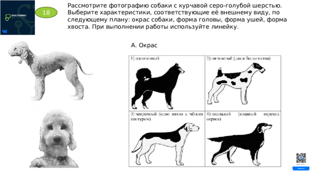 Рассмотрите фотографию собаки с курчавой серо-голубой шерстью. Выберите характеристики, соответствующие её внешнему виду, по следующему плану: окрас собаки, форма головы, форма ушей, форма хвоста. При выполнении работы используйте линейку. 18 А. Окрас 