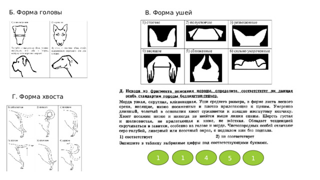 Б. Форма головы В. Форма ушей Г. Форма хвоста 1 1 4 5 1 