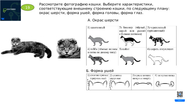 Рассмотрите фотографию кошки. Выберите характеристики, соответствующие внешнему строению кошки, по следующему плану: окрас шерсти, форма ушей, форма головы, форма глаз. 19 А. Окрас шерсти Б. Форма ушей 