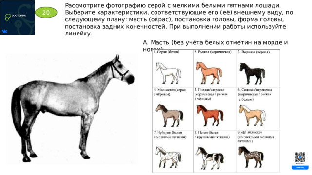 Рассмотрите фотографию серой с мелкими белыми пятнами лошади. Выберите характеристики, соответствующие его (её) внешнему виду, по следующему плану: масть (окрас), постановка головы, форма головы, постановка задних конечностей. При выполнении работы используйте линейку. 20 А. Масть (без учёта белых отметин на морде и ногах) 