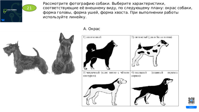 Рассмотрите фотографию собаки. Выберите характеристики, соответствующие её внешнему виду, по следующему плану: окрас собаки, форма головы, форма ушей, форма хвоста. При выполнении работы используйте линейку. 21 А. Окрас 