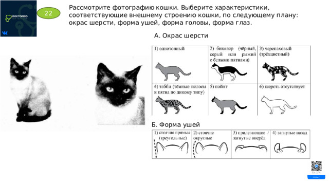 Рассмотрите фотографию кошки. Выберите характеристики, соответствующие внешнему строению кошки, по следующему плану: окрас шерсти, форма ушей, форма головы, форма глаз. 22 А. Окрас шерсти Б. Форма ушей 