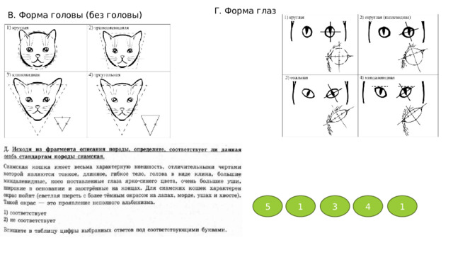 Г. Форма глаз В. Форма головы (без головы) 5 1 3 4 1 