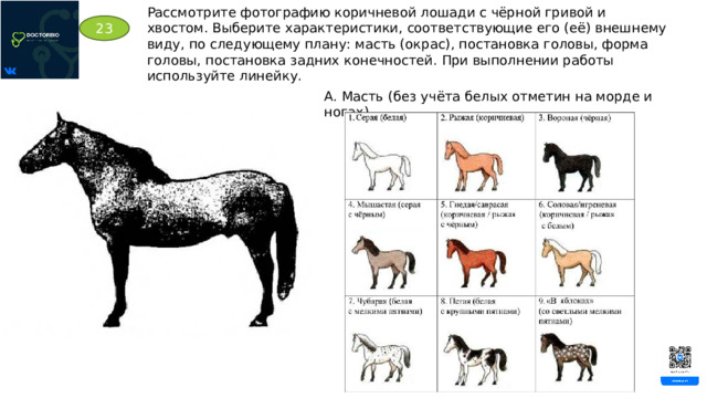 Рассмотрите фотографию коричневой лошади с чёрной гривой и хвостом. Выберите характеристики, соответствующие его (её) внешнему виду, по следующему плану: масть (окрас), постановка головы, форма головы, постановка задних конечностей. При выполнении работы используйте линейку. 23 А. Масть (без учёта белых отметин на морде и ногах) 