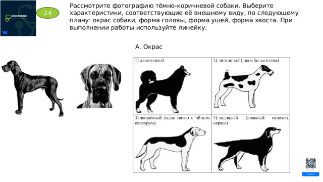 Рассмотрите фотографию тёмно-коричневой собаки. Выберите характеристики, соответствующие её внешнему виду, по следующему плану: окрас собаки, форма головы, форма ушей, форма хвоста. При выполнении работы используйте линейку. 24 А. Окрас 