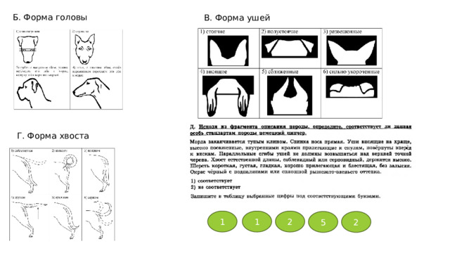 Б. Форма головы В. Форма ушей Г. Форма хвоста 1 1 2 5 2 