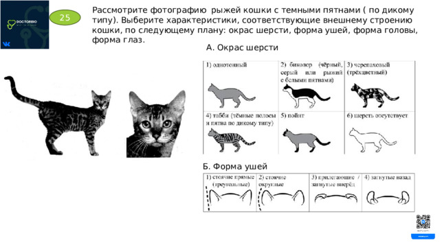 Рассмотрите фотографию рыжей кошки с темными пятнами ( по дикому типу). Выберите характеристики, соответствующие внешнему строению кошки, по следующему плану: окрас шерсти, форма ушей, форма головы, форма глаз. 25 А. Окрас шерсти Б. Форма ушей 