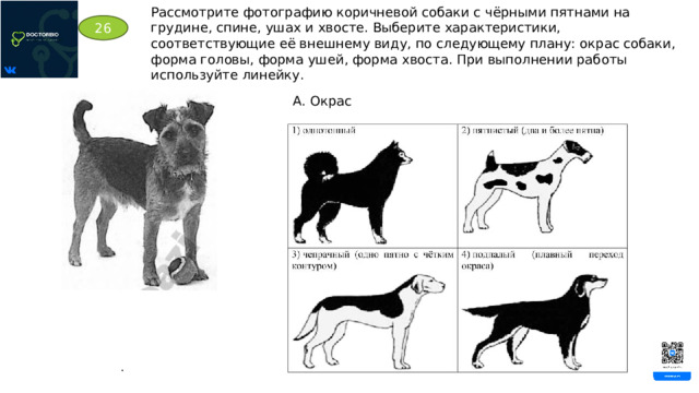 Рассмотрите фотографию коричневой собаки с чёрными пятнами на грудине, спине, ушах и хвосте. Выберите характеристики, соответствующие её внешнему виду, по следующему плану: окрас собаки, форма головы, форма ушей, форма хвоста. При выполнении работы используйте линейку. 26 А. Окрас 