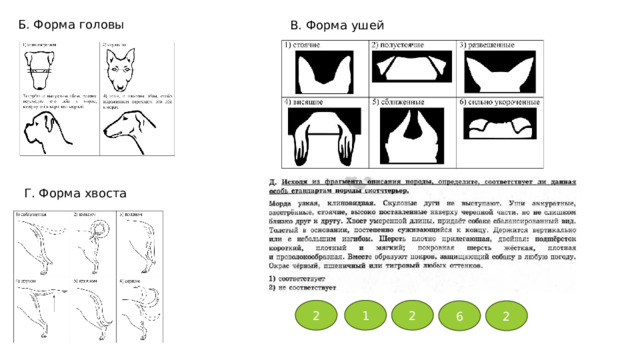 Б. Форма головы В. Форма ушей Г. Форма хвоста 2 1 2 6 2 