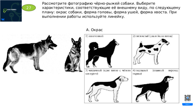 Рассмотрите фотографию чёрно-рыжей собаки. Выберите характеристики, соответствующие её внешнему виду, по следующему плану: окрас собаки, форма головы, форма ушей, форма хвоста. При выполнении работы используйте линейку. 27 А. Окрас 