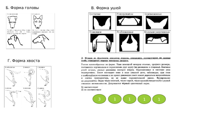 Б. Форма головы В. Форма ушей Г. Форма хвоста 3 1 1 1 1 