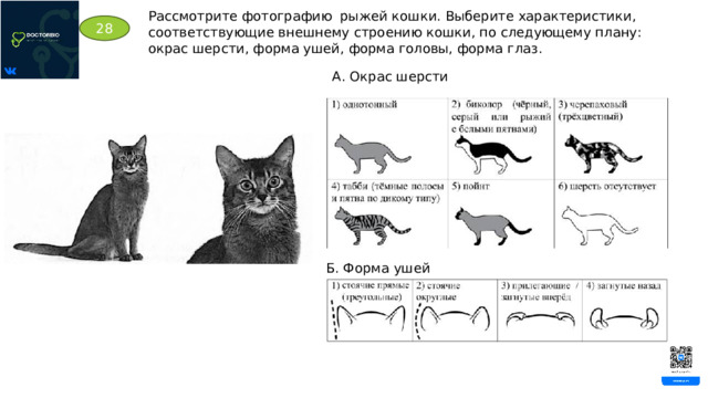 Рассмотрите фотографию рыжей кошки. Выберите характеристики, соответствующие внешнему строению кошки, по следующему плану: окрас шерсти, форма ушей, форма головы, форма глаз. 28 А. Окрас шерсти Б. Форма ушей 