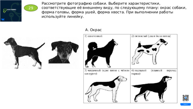 Рассмотрите фотографию собаки. Выберите характеристики, соответствующие её внешнему виду, по следующему плану: окрас собаки, форма головы, форма ушей, форма хвоста. При выполнении работы используйте линейку. 29 А. Окрас 