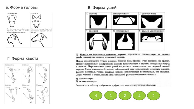 Б. Форма головы В. Форма ушей Г. Форма хвоста 4 1 2 4 2 