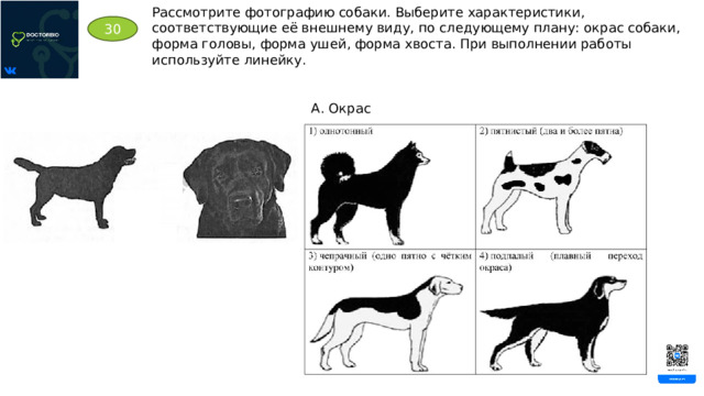 Рассмотрите фотографию собаки. Выберите характеристики, соответствующие её внешнему виду, по следующему плану: окрас собаки, форма головы, форма ушей, форма хвоста. При выполнении работы используйте линейку. 30 А. Окрас 