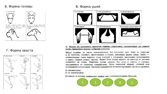 Б. Форма головы В. Форма ушей Г. Форма хвоста 1 1 2 4 2 