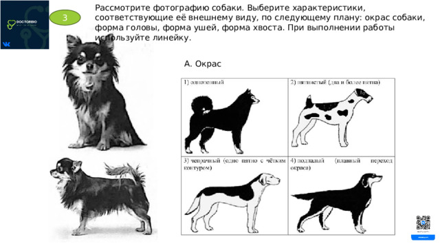 Рассмотрите фотографию собаки. Выберите характеристики, соответствующие её внешнему виду, по следующему плану: окрас собаки, форма головы, форма ушей, форма хвоста. При выполнении работы используйте линейку. 3 А. Окрас 