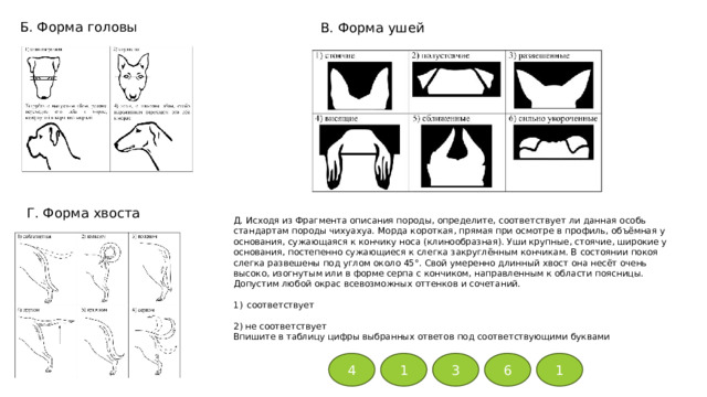 Б. Форма головы В. Форма ушей Г. Форма хвоста Д. Исходя из Фрагмента описания породы, определите, соответствует ли данная особь стандартам породы чихуахуа. Морда короткая, прямая при осмотре в профиль, объёмная у основания, сужающаяся к кончику носа (клинообразная). Уши крупные, стоячие, широкие у основания, постепенно сужающиеся к слегка закруглённым кончикам. В состоянии покоя слегка развешены под углом около 45°. Свой умеренно длинный хвост она несёт очень высоко, изогнутым или в форме серпа с кончиком, направленным к области поясницы. Допустим любой окрас всевозможных оттенков и сочетаний. соответствует 2) не соответствует Впишите в таблицу цифры выбранных ответов под соответствующими буквами 4 1 3 6 1 