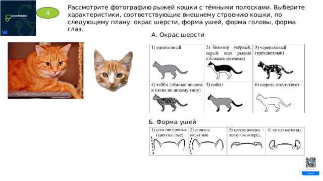 Рассмотрите фотографию рыжей кошки с тёмными полосками. Выберите характеристики, соответствующие внешнему строению кошки, по следующему плану: окрас шерсти, форма ушей, форма головы, форма глаз. 4 А. Окрас шерсти Б. Форма ушей 