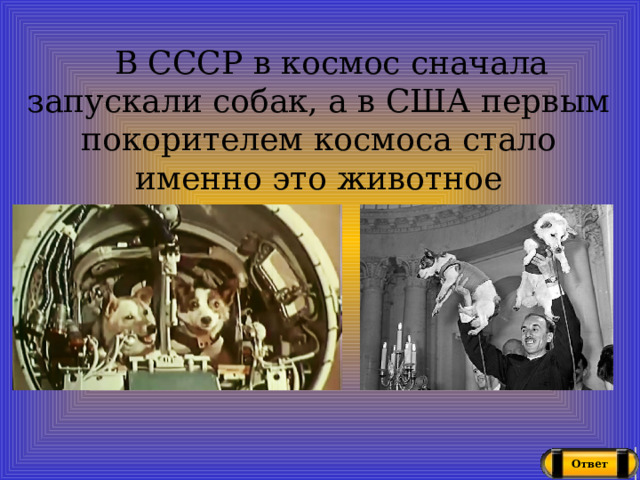 В СССР в космос сначала запускали собак, а в США первым покорителем космоса стало именно это животное Ответ 