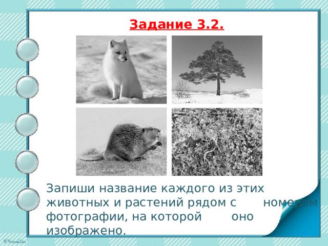  Задание 3.3.   Установление соответствия каждого из этих животных и растений с природной зоной, в которой они находятся. 