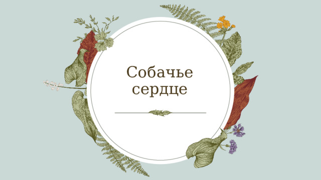 Собачье сердце 1 