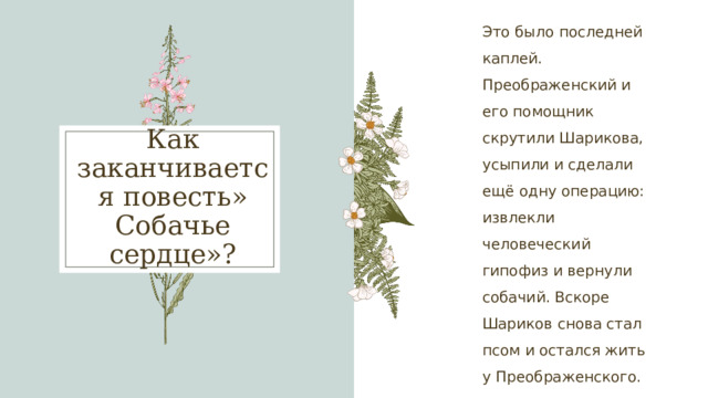 Это было последней каплей. Преображенский и его помощник скрутили Шарикова, усыпили и сделали ещё одну операцию: извлекли человеческий гипофиз и вернули собачий. Вскоре Шариков снова стал псом и остался жить у Преображенского. Как заканчивается повесть» Собачье сердце»? 1 