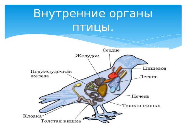 Внутренние органы птицы. 