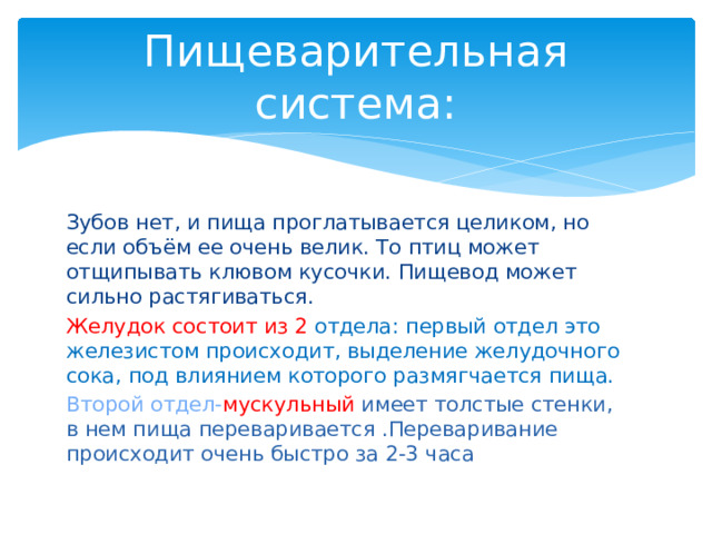 Пищеварительная система: Зубов нет, и пища проглатывается целиком, но если объём ее очень велик. То птиц может отщипывать клювом кусочки. Пищевод может сильно растягиваться. Желудок состоит из 2 отдела: первый отдел это железистом происходит, выделение желудочного сока, под влиянием которого размягчается пища. Второй отдел- мускульный имеет толстые стенки, в нем пища переваривается .Переваривание происходит очень быстро за 2-3 часа 