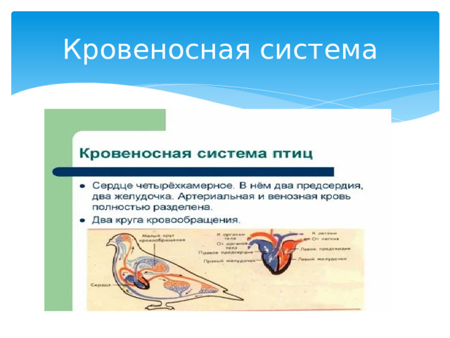 Кровеносная система 