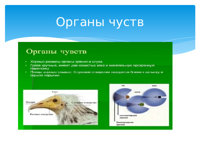 Органы чуств 