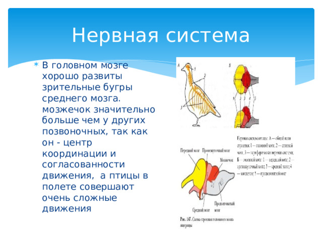 Нервная система В головном мозге хорошо развиты зрительные бугры среднего мозга. мозжечок значительно больше чем у других позвоночных, так как он - центр координации и согласованности движения, а птицы в полете совершают очень сложные движения 