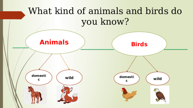 What kind of animals and birds do you know? Animals Birds domestic wild domestic wild 