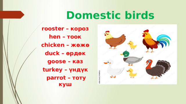 Domestic birds rooster – короз hen – тоок chicken – жөжө duck – өрдөк goose – каз turkey – үндүк parrot – тоту куш 