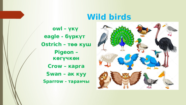 Wild birds owl – үкү eagle - бүркүт Ostrich – төө куш Pigeon – көгүчкөн Crow – карга Swan – ак куу Sparrow - таранчы 