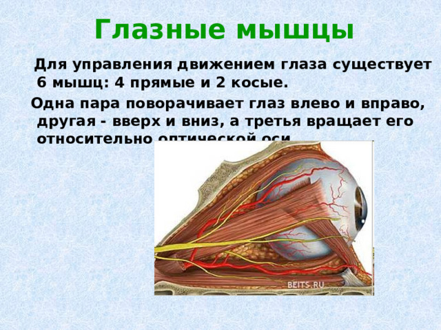 Глазные мышцы  Для управления движением глаза существует 6 мышц: 4 прямые и 2 косые.  Одна пара поворачивает глаз влево и вправо, другая - вверх и вниз, а третья вращает его относительно оптической оси 