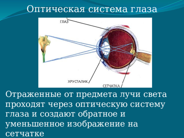 Оптическая система глаза Отраженные от предмета лучи света проходят через оптическую систему глаза и создают обратное и уменьшенное изображение на сетчатке 