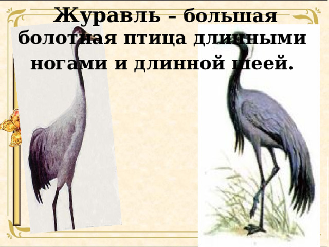 Журавль – большая болотная птица длинными ногами и длинной шеей. 